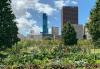 Urban garden in Chicago